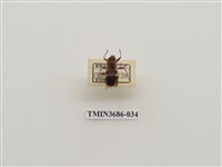 藏品(突背斑紅椿象)的圖片